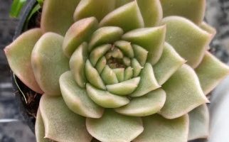Echeveria Gilva Bronze – Foto da Muda, Como Cuidar da Suculenta 