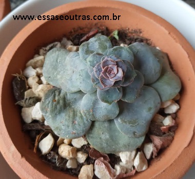 nome-da-suculenta-da-foto-echeveria-secunda-glauca-