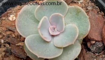 Echeveria Secunda  com Folha Rosada ou Glauca? Que Suculenta é Essa?