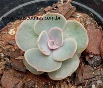 Echeveria Secunda  com Folha Rosada ou Glauca? Que Suculenta é Essa?
