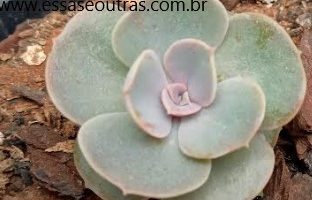 Decapitar esta Suculenta? Como Fazer Mudas, Salvar Suculenta Estiolada