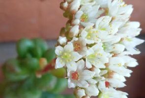 Sedum Obesum – Suculenta com Folhas Gordinhas Vermelho Cereja Muda