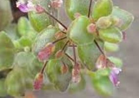 Suculenta Pendente Boldinho – Plectranthus Prostatus – Como Cuidar
