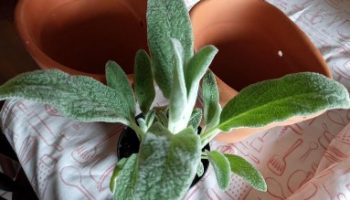 Peixinho da Horta – Foto da Muda, Como Plantar, Como Usar, Indicações
