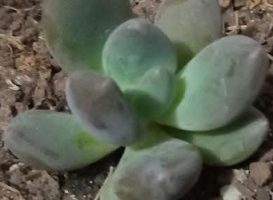 Sedeveria Blue Mist – Sedeveria Névoa Azul – Foto da Muda, Cuidados