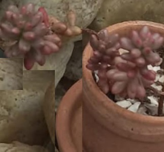 foto-sedum-album-l-suculenta-arroz-dos-telhados-