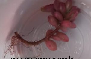 Suculenta Arroz dos Telhados – Sedum Album L.- Uva Cana – Foto da Muda