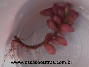 muda-da-suculenta-arroz-dos-telhados-