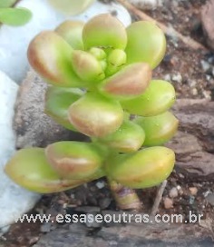 sedum-obesum-como-cuidar-