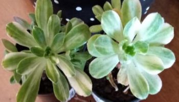 Suculenta Aeonium Castello Paivae Variegata – Foto da Muda