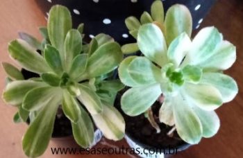 Suculenta Aeonium Castello Paivae Variegata – Foto da Muda