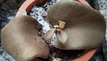 Suculenta Colher de Bronze – Kalanchoe Orgyalis – Foto da Muda por Folhas