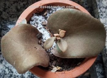 Suculenta Colher de Bronze – Kalanchoe Orgyalis – Foto da Muda por Folhas