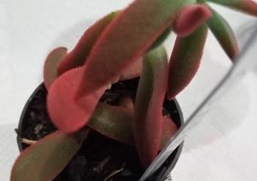 Jade Burgundy – Crassula Nudicaulis var. Platyphylla Burgundy – Foto
