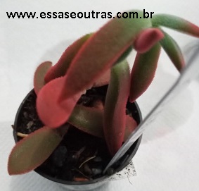 suculenta-crassula-jade-burgundy-folhas-vermelhas-
