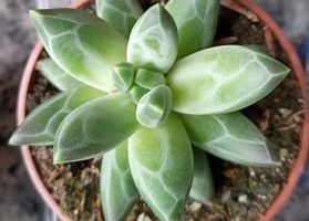 Suculenta Diamante – Pachyphytum Compactum – Como Fazer Muda