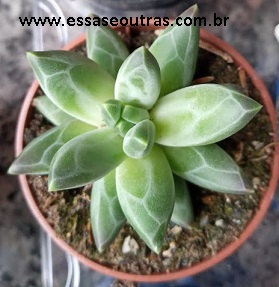 foto-da-muda-da-suculenta-diamante-