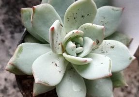 Echeveria Colorata – Lindsayana Walther – Suculenta com Roseta Grande