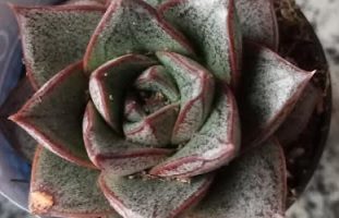 Echeveria Dionysos ou Purpusorum – Diferença da Suculenta Rara Urbinia