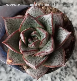 foto-da-echeveria-dionysos-purpusorum-