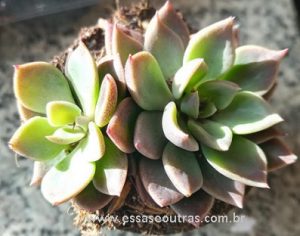 foto-da-muda-da-sinocrassula-indica-