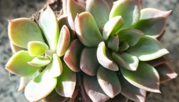 Sinocrassula Indica – Suculenta com Folhas Amarronzadas e em Colônias