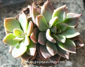 Sinocrassula Indica – Suculenta com Folhas Amarronzadas e em Colônias