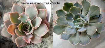 Variedades da Echeveria Shaviana – Como Cuidar da Suculenta Delicada