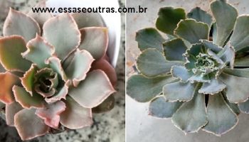 Variedades da Echeveria Shaviana – Como Cuidar da Suculenta Delicada