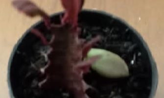 Cacto Candelabro Roxo Euphorbia Trigona Rubra Vermelha Foto da Muda