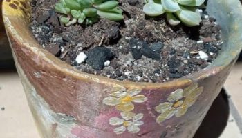 Como Pintar Vaso de Cimento com Pintura Orgânica – Preparar e Pintar