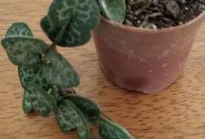 Suculenta Coração Emaranhado – Ceropedia Woodi – Coração Pendente