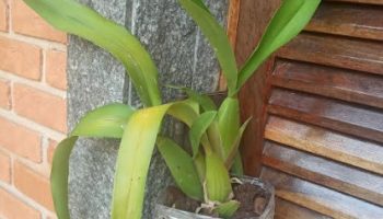Vaso de Garrafa PET para Orquídea – Fazer Vaso para Semi-Hidroponia