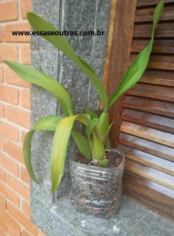 Vaso de Garrafa PET para Orquídea – Fazer Vaso para Semi-Hidroponia