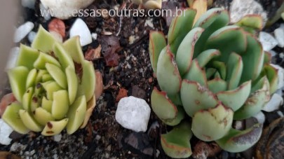 suculentas-queimadas-de-sol-