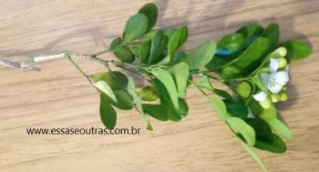 Jasmim Murta – Jasmim de Jardim – Cerca Viva Murraya Paniculata