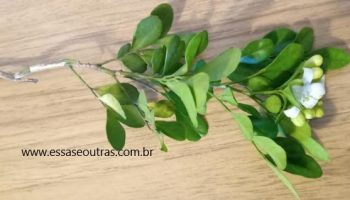 Jasmim Murta – Jasmim de Jardim – Cerca Viva Murraya Paniculata
