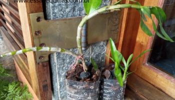 Mudas de Orquídeas em Garrafas PET Ficam Lindas – Como Plantar
