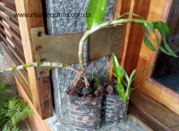 Mudas de Orquídeas em Garrafas PET Ficam Lindas – Como Plantar