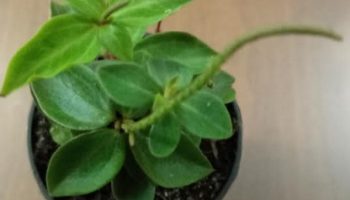 Peperômia Verticillata ou Serpens – Como Cuidar da Folhagem de Sombra