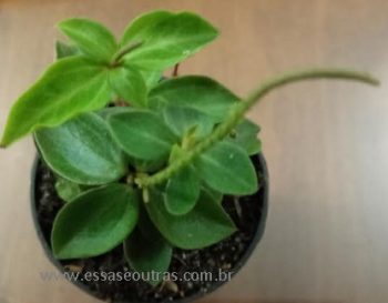 Peperômia Verticillata ou Serpens – Como Cuidar da Folhagem de Sombra