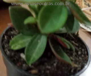 muda-de-peperômia-verticillata-folhas-avermelhadas-