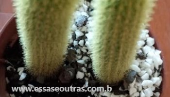Cacto Rabo de Gato – Cleistocactus winteri – Foto da Muda