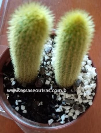 Cacto Rabo de Gato – Cleistocactus winteri – Foto da Muda
