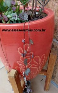 suculenta-coração-emaranhado-de-meia-sombra