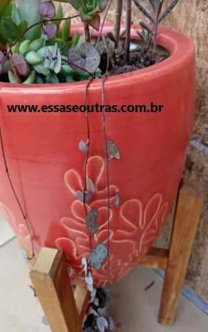 suculenta-coração-emaranhado-de-meia-sombra