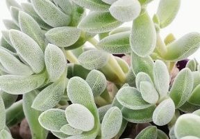 Suculenta Travesseiro de Anjo – Crassula Lanuginosa var. Pachystemom