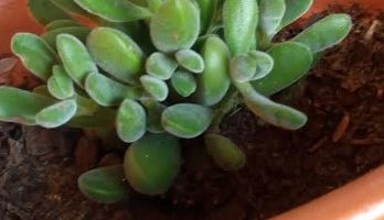 Crassula Rogersii Suculenta com Folhas Carnudas Aveludadas Foto Muda
