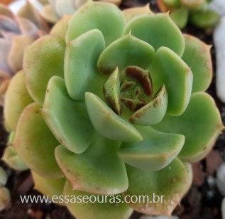 suculenta-com-fungo-mancha-preta-nas-folhas-mofo-preto