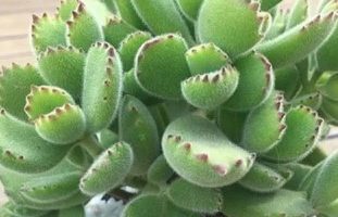 Suculenta Patinha de Urso – Cotyledon Tomentosa – Folhas aveludadas
